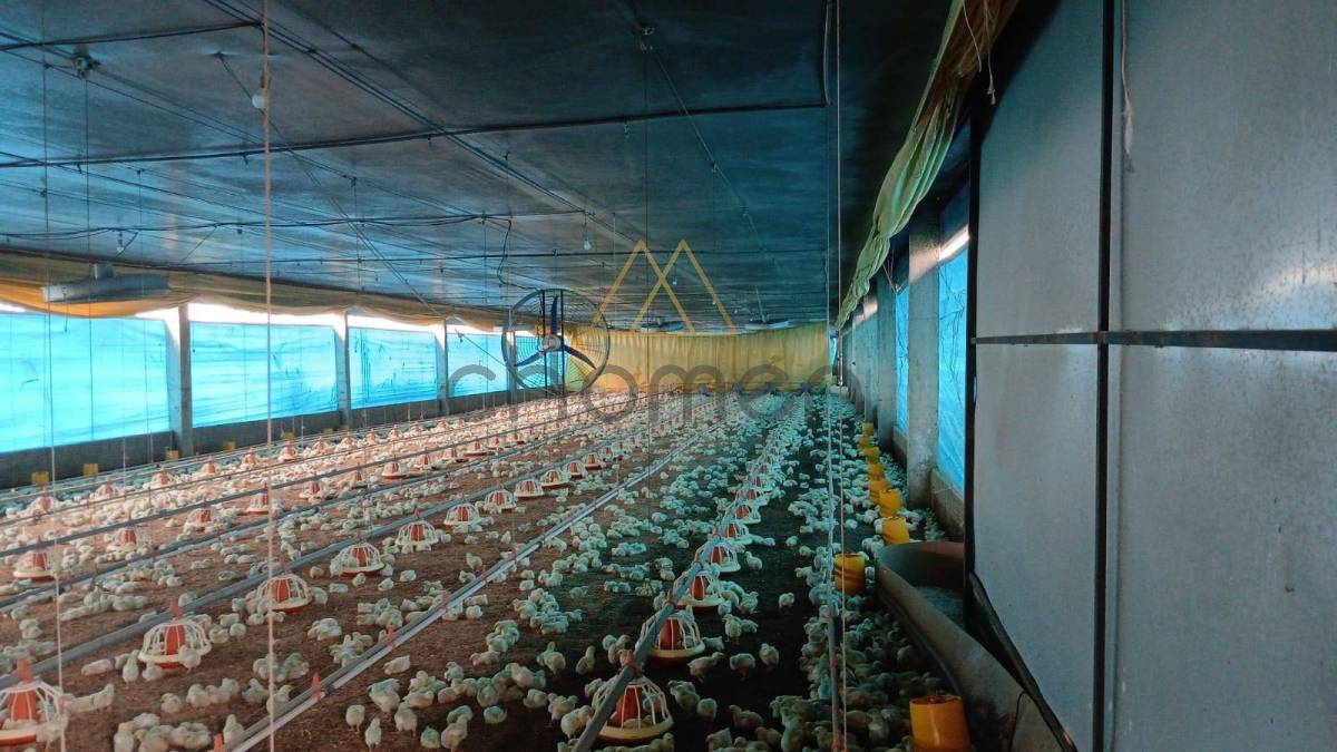 Sitio com Granja de aves em São Paulo
